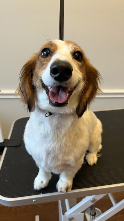 Coco after a groom with Desilynn&rsquo;s Dogs