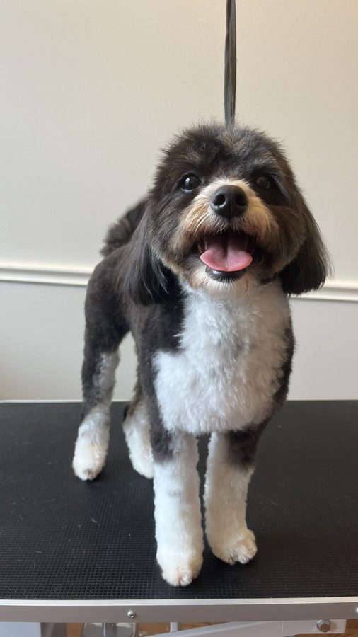 Freshly groomed Doodle from Desilynn&rsquo;s Dogs