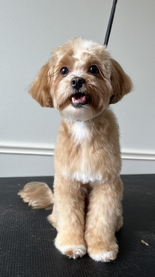 Freshly groomed Doodle from Desilynn&rsquo;s Dogs