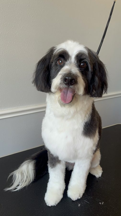 Freshly groomed Doodle from Desilynn&rsquo;s Dogs