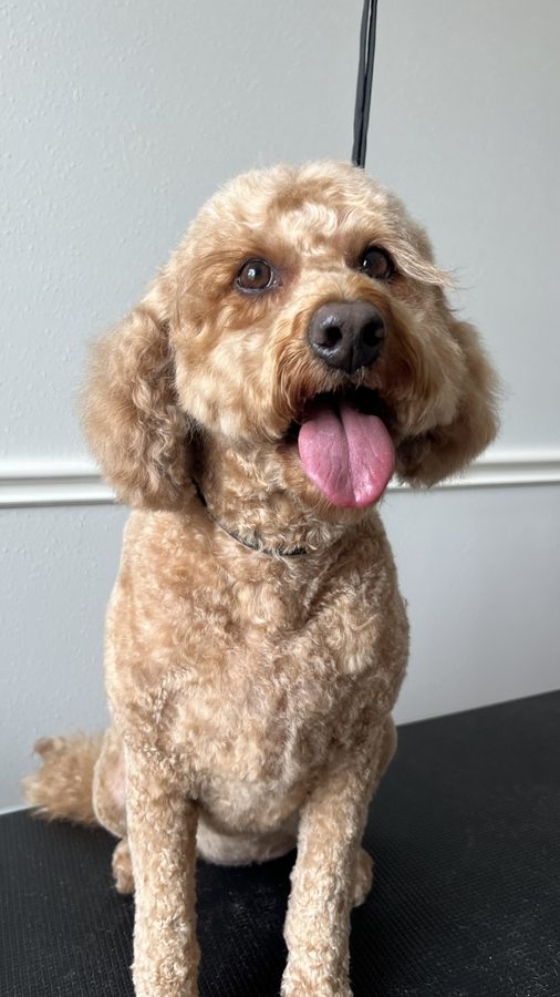 Freshly groomed Doodle from Desilynn&rsquo;s Dogs