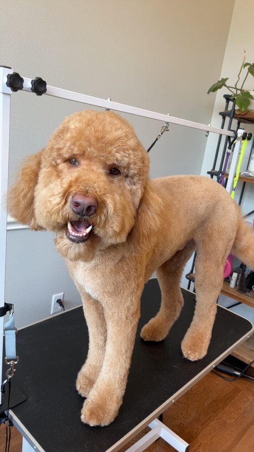 Freshly groomed Doodle from Desilynn&rsquo;s Dogs