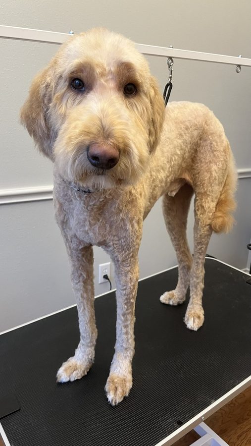 Leo after a groom with Desilynn&rsquo;s Dogs