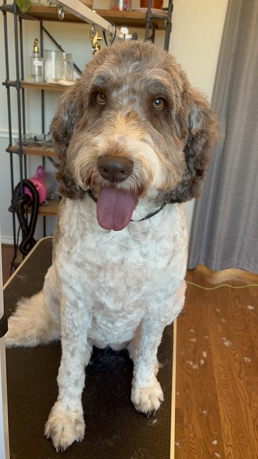 Marley after a groom with Desilynn&rsquo;s Dogs
