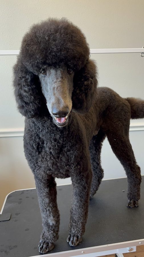 Freshly groomed Poodle from Desilynn&rsquo;s Dogs
