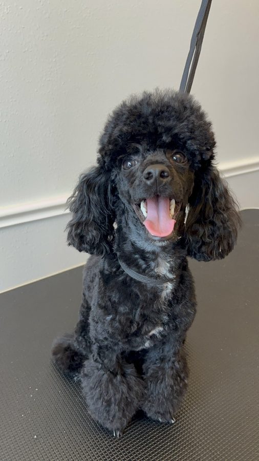 Freshly groomed Poodle from Desilynn&rsquo;s Dogs