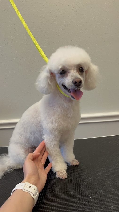 Freshly groomed Poodle from Desilynn&rsquo;s Dogs