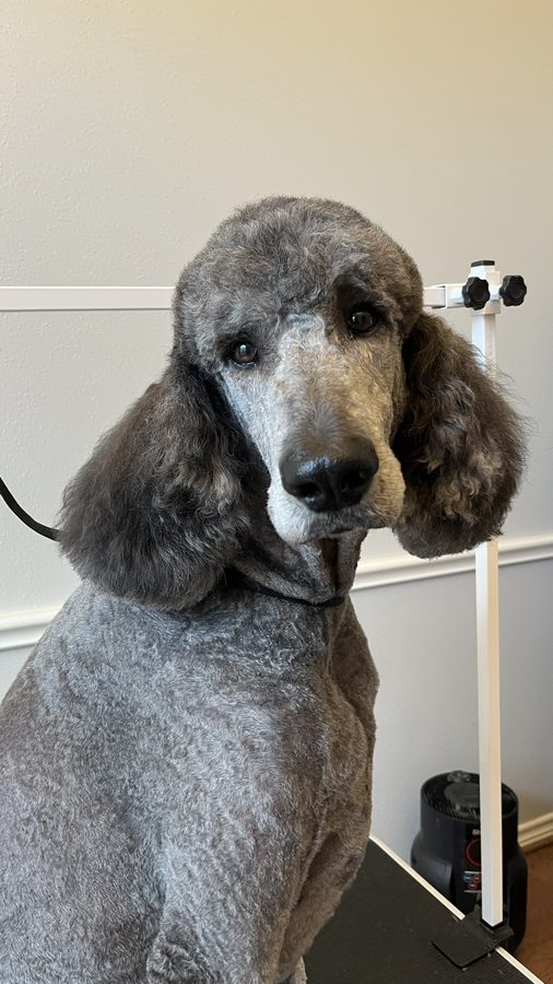 Freshly groomed Poodle from Desilynn&rsquo;s Dogs
