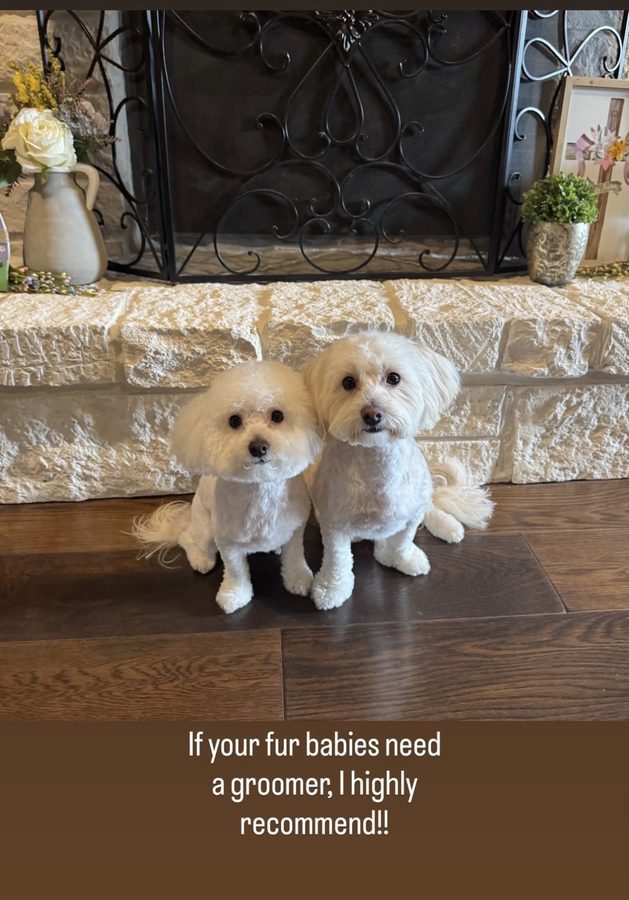 Ranger & Riley after a groom with Desilynn&rsquo;s Dogs