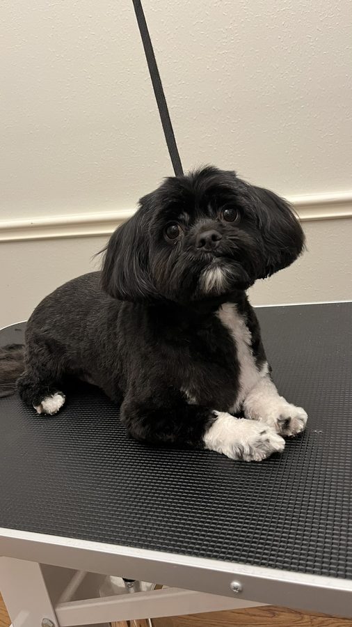 Freshly groomed Shih Tzu from Desilynn&rsquo;s Dogs