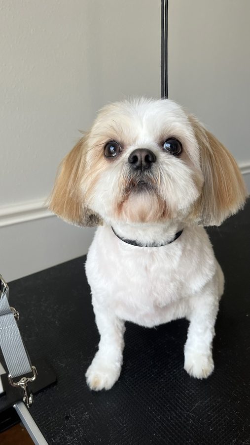 Freshly groomed Shih Tzu from Desilynn&rsquo;s Dogs