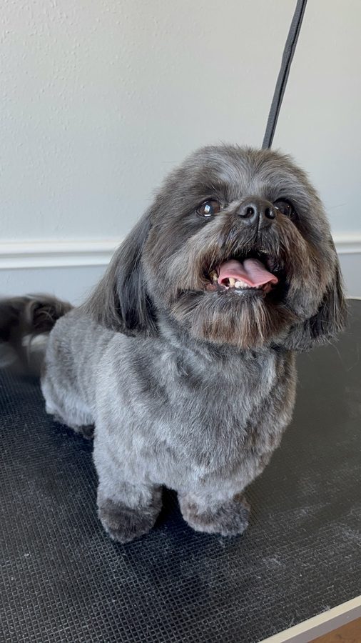 Freshly groomed Shih Tzu from Desilynn&rsquo;s Dogs