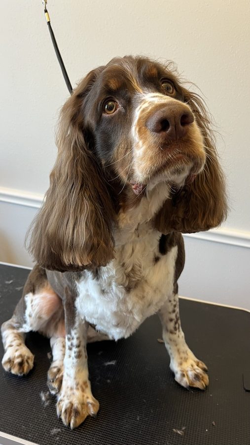 Winston after a groom with Desilynn&rsquo;s Dogs