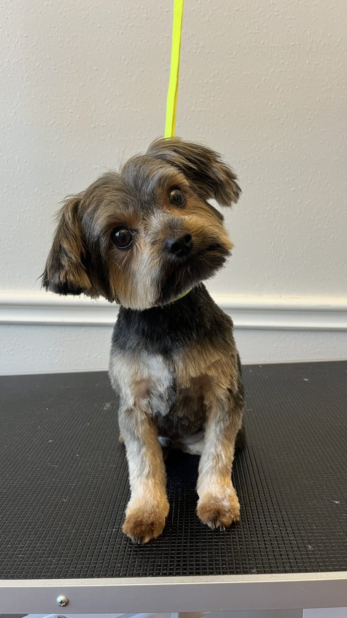 Freshly groomed Yorkie from Desilynn&rsquo;s Dogs