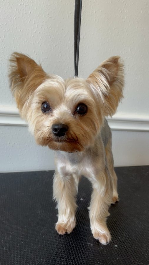 Freshly groomed Yorkie from Desilynn&rsquo;s Dogs
