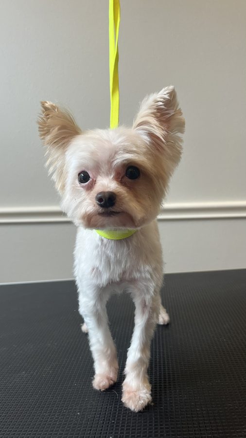 Freshly groomed Yorkie from Desilynn&rsquo;s Dogs